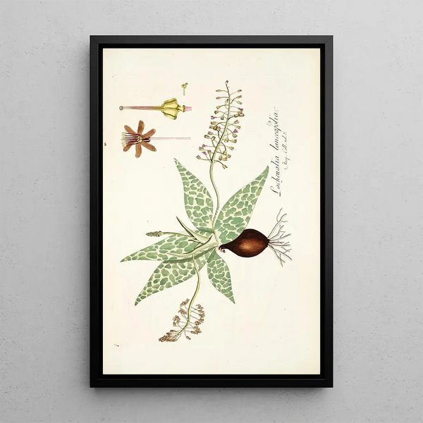 Lachenalia lanceaefolia - Nikolaus Joseph Freiherr von Jacquin — framed artwork on a wall