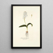 Lachenalia liliflora - Nikolaus Joseph Freiherr von Jacquin | Reproduction — quadro incorniciato alla parete