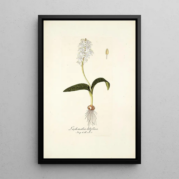 Lachenalia liliflora - Nikolaus Joseph Freiherr von Jacquin — framed artwork on a wall