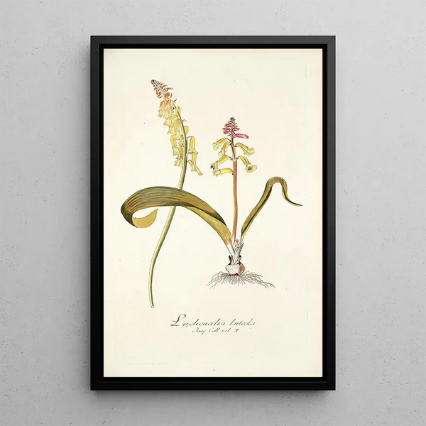 Lachenalia luteola - Nikolaus Joseph Freiherr von Jacquin — framed artwork on a wall