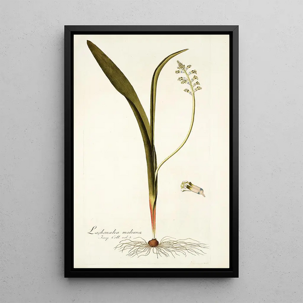 Lachenalia mediana - Nikolaus Joseph Freiherr von Jacquin — framed artwork on a wall