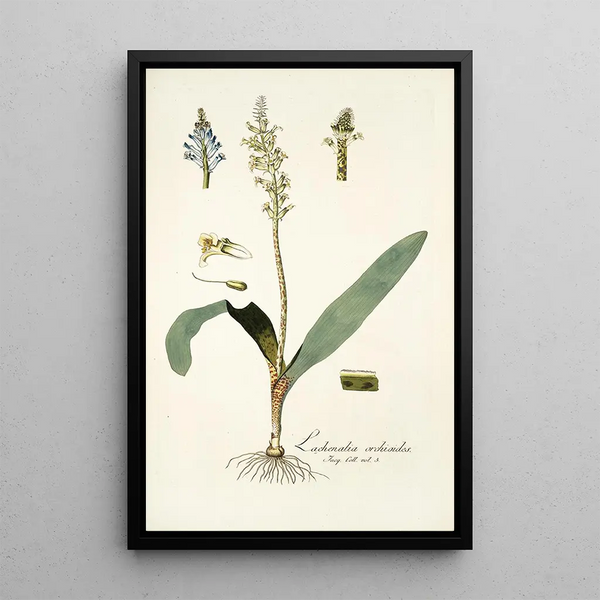 Lachenalia orchioides - Nikolaus Joseph Freiherr von Jacquin — framed artwork on a wall