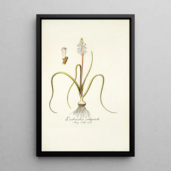 Lachenalia orthopetala - Nikolaus Joseph Freiherr von Jacquin — framed artwork on a wall