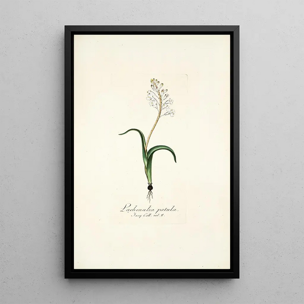 Lachenalia patula - Nikolaus Joseph Freiherr von Jacquin — framed artwork on a wall