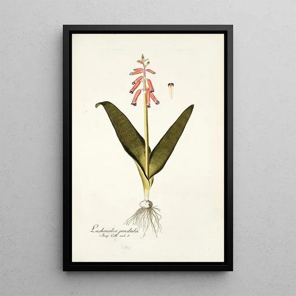 Lachenalia pendula - Nikolaus Joseph Freiherr von Jacquin — framed artwork on a wall