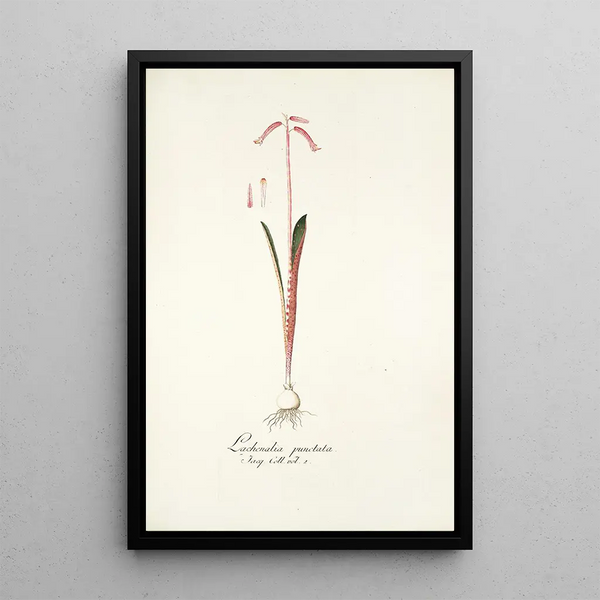 Lachenalia punctata - Nikolaus Joseph Freiherr von Jacquin — framed artwork on a wall