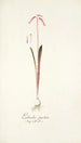 Lachenalia punctata - Nikolaus Joseph Freiherr von Jacquin — vista dell’opera