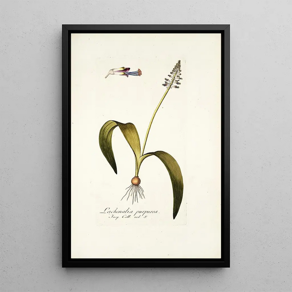 Lachenalia purpurea - Nikolaus Joseph Freiherr von Jacquin — framed artwork on a wall