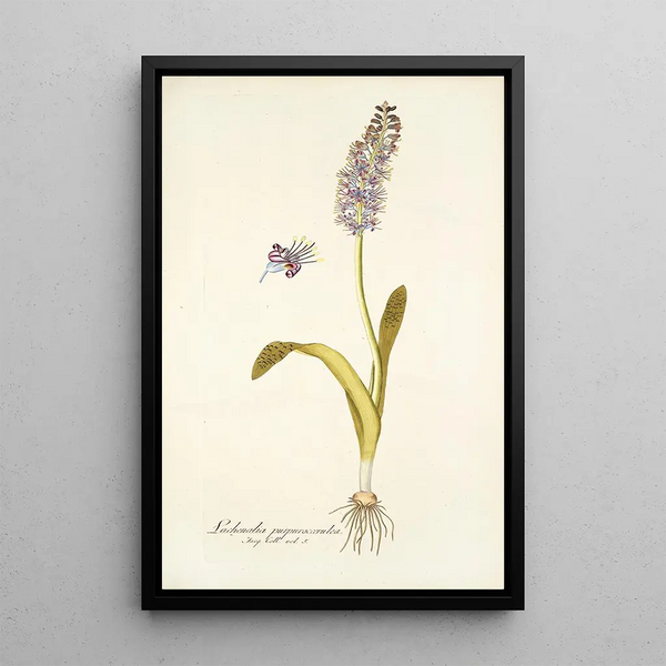 Lachenalia purpurocoerulea - Nikolaus Joseph Freiherr von Jacquin — framed artwork on a wall