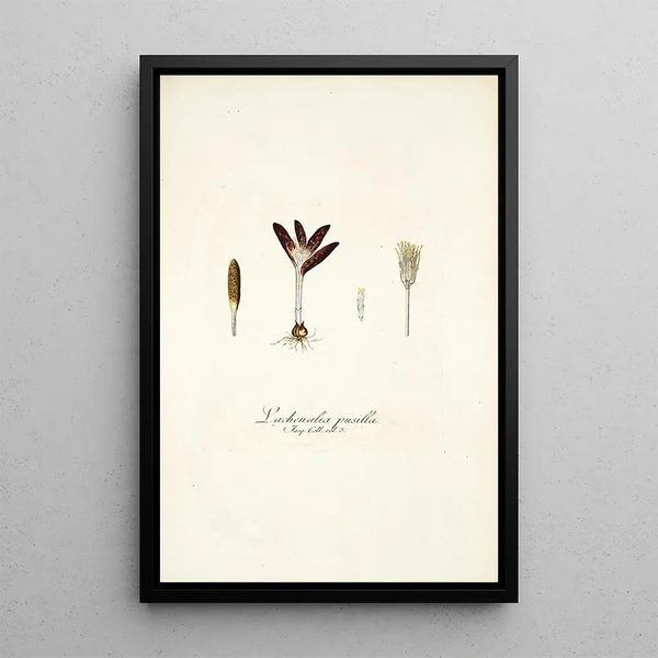 Lachenalia pusilla - Nikolaus Joseph Freiherr von Jacquin — framed artwork on a wall
