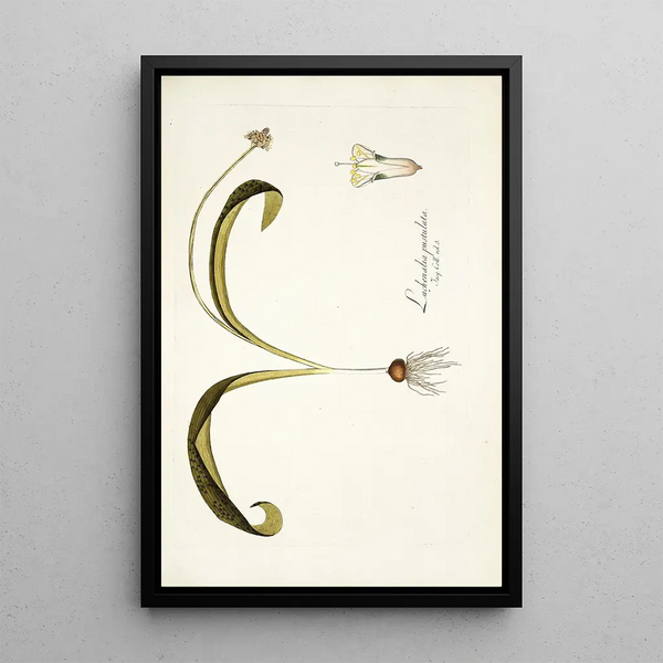 Lachenalia pustulata - Nikolaus Joseph Freiherr von Jacquin — framed artwork on a wall