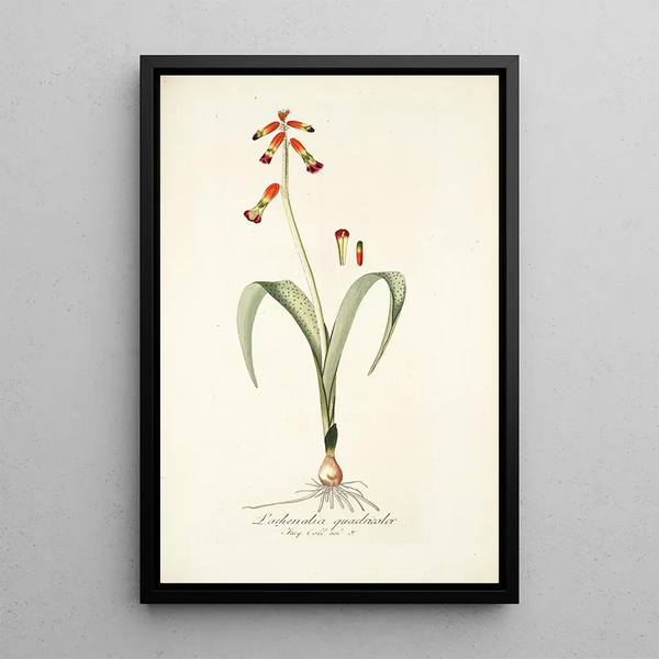 Lachenalia quadricolor - Nikolaus Joseph Freiherr von Jacquin — framed artwork on a wall