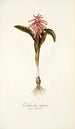 Lachenalia tigrina - Nikolaus Joseph Freiherr von Jacquin — vista dell’opera