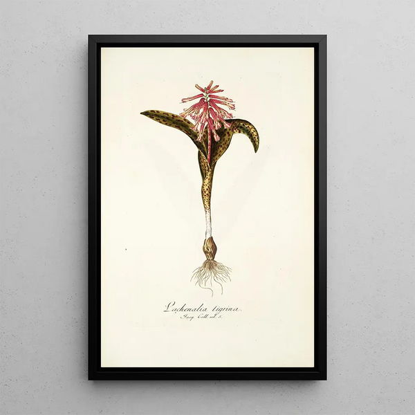 Lachenalia tigrina - Nikolaus Joseph Freiherr von Jacquin — framed artwork on a wall