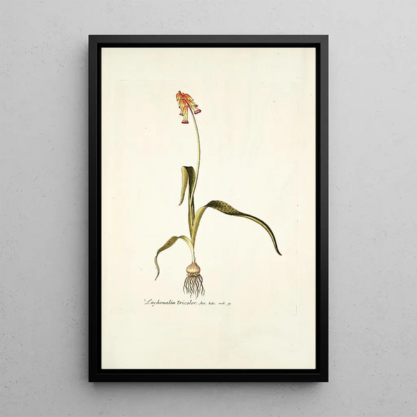 Lachenalia tricolor - Nikolaus Joseph Freiherr von Jacquin — framed artwork on a wall