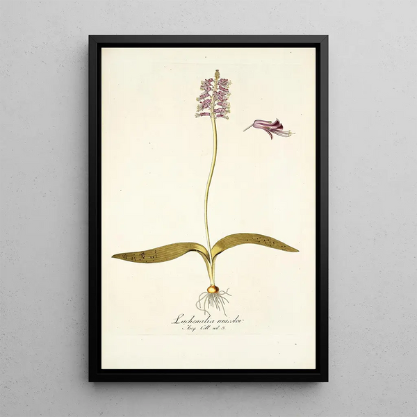 Lachenalia unicolor - Nikolaus Joseph Freiherr von Jacquin — framed artwork on a wall