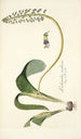 Lachenalia violacea - Nikolaus Joseph Freiherr von Jacquin — Ansicht des Kunstwerks