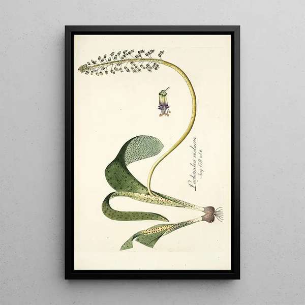 Lachenalia violacea - Nikolaus Joseph Freiherr von Jacquin — framed artwork on a wall