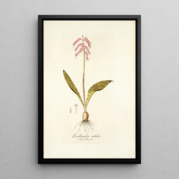 Lachenalia rubida - Nikolaus Joseph Freiherr von Jacquin — framed artwork on a wall