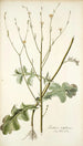 Lactuca intubacea - Nikolaus Joseph Freiherr von Jacquin — vista dell’opera