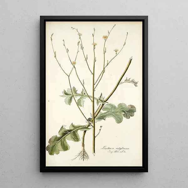 Lactuca intubacea - Nikolaus Joseph Freiherr von Jacquin — framed artwork on a wall