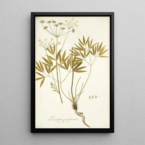 Laserpitium peucedanoides - Nikolaus Joseph Freiherr von Jacquin — framed artwork on a wall