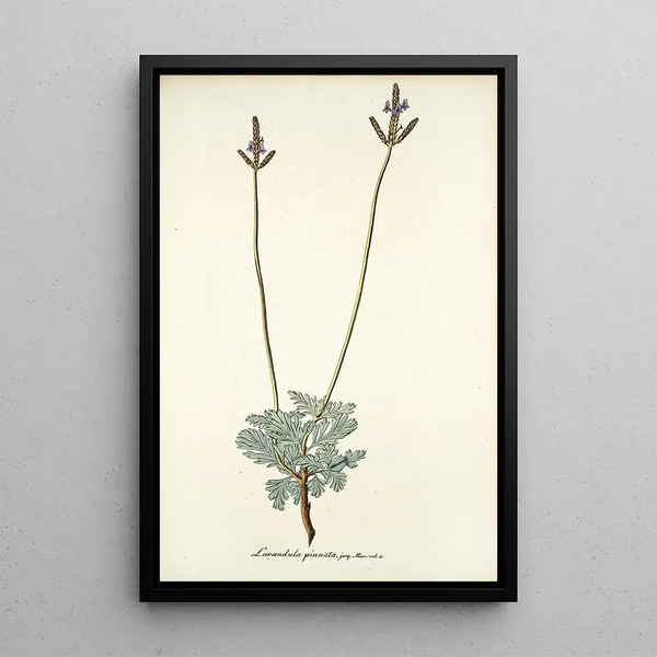 Lavandula pinnata - Nikolaus Joseph Freiherr von Jacquin — framed artwork on a wall