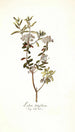 Ledum latifolium - Nikolaus Joseph Freiherr von Jacquin — vista dell’opera