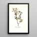 Ledum latifolium - Nikolaus Joseph Freiherr von Jacquin — quadro incorniciato alla parete