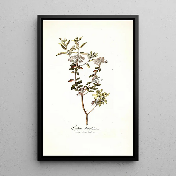 Ledum latifolium - Nikolaus Joseph Freiherr von Jacquin — framed artwork on a wall