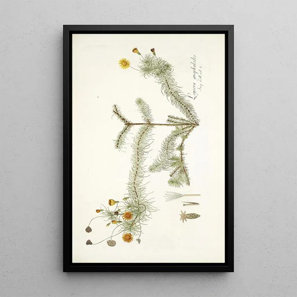 Leysera gnaphalodes - Nikolaus Joseph Freiherr von Jacquin — framed artwork on a wall