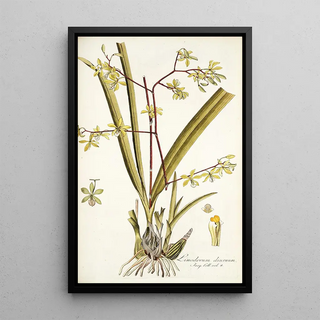 Nikolaus Joseph Freiherr von Jacquin - Limodorum diurnum.webp