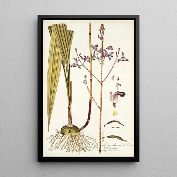 Limodorum tuberosum - Nikolaus Joseph Freiherr von Jacquin — framed artwork on a wall