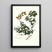 Limonia trifoliata - Nikolaus Joseph Freiherr von Jacquin — quadro incorniciato alla parete