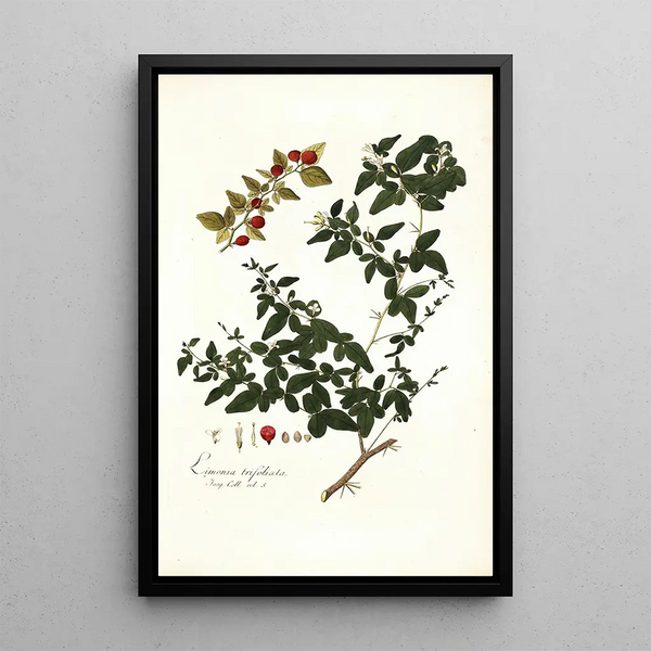 Limonia trifoliata - Nikolaus Joseph Freiherr von Jacquin — framed artwork on a wall