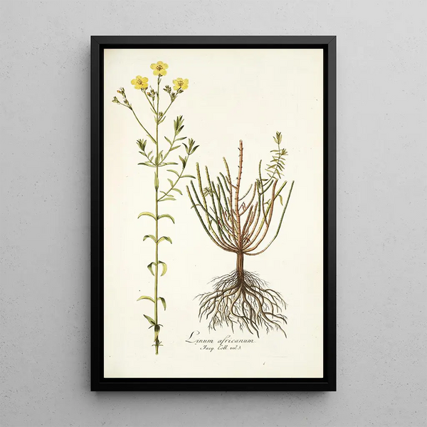 Linum africanum - Nikolaus Joseph Freiherr von Jacquin — framed artwork on a wall
