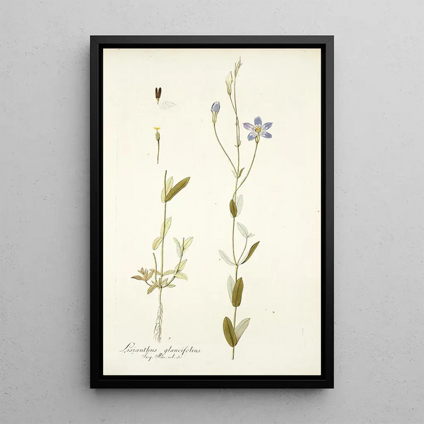 Lisianthus glaucifolius - Nikolaus Joseph Freiherr von Jacquin — framed artwork on a wall