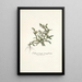 Lithospermum tenuiflorum - Nikolaus Joseph Freiherr von Jacquin — gerahmtes Bild an der Wand
