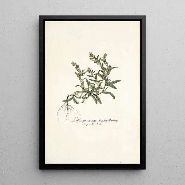 Lithospermum tenuiflorum - Nikolaus Joseph Freiherr von Jacquin — framed artwork on a wall