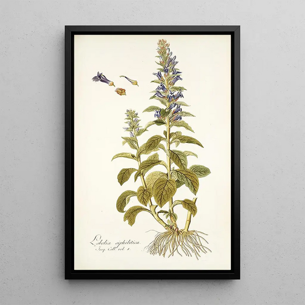 Lobelia siphilitica - Nikolaus Joseph Freiherr von Jacquin — framed artwork on a wall