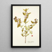 Lonicera tartarica - Nikolaus Joseph Freiherr von Jacquin — quadro incorniciato alla parete