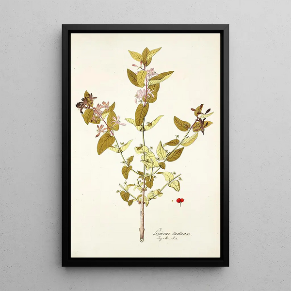 Lonicera tartarica - Nikolaus Joseph Freiherr von Jacquin — framed artwork on a wall