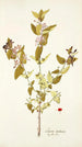 Lonicera tartarica - Nikolaus Joseph Freiherr von Jacquin — vista dell’opera