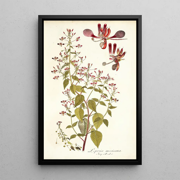 Lopezia mexicana - Nikolaus Joseph Freiherr von Jacquin — framed artwork on a wall
