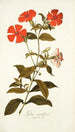 Lychnis grandiflora - Nikolaus Joseph Freiherr von Jacquin — Ansicht des Kunstwerks