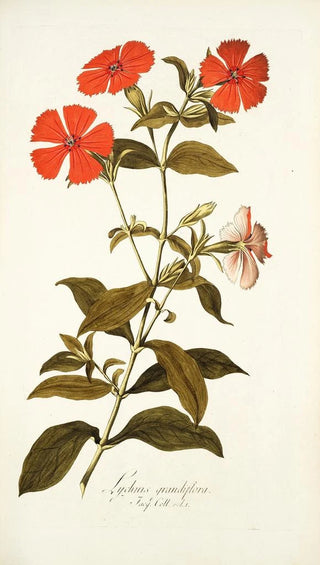 Nikolaus Joseph Freiherr von Jacquin - Lychnis grandiflora.webp