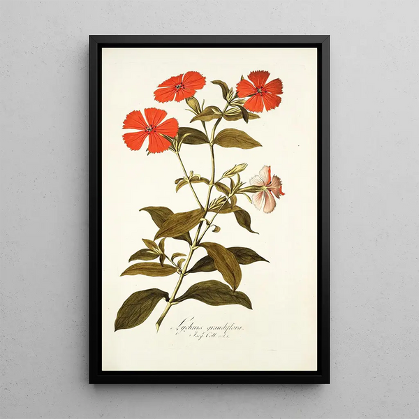 Lychnis grandiflora - Nikolaus Joseph Freiherr von Jacquin — framed artwork on a wall