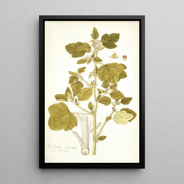 Malachra fasciata - Nikolaus Joseph Freiherr von Jacquin — framed artwork on a wall