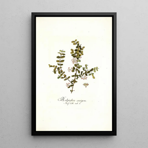 Malpighia coccigera - Nikolaus Joseph Freiherr von Jacquin — framed artwork on a wall
