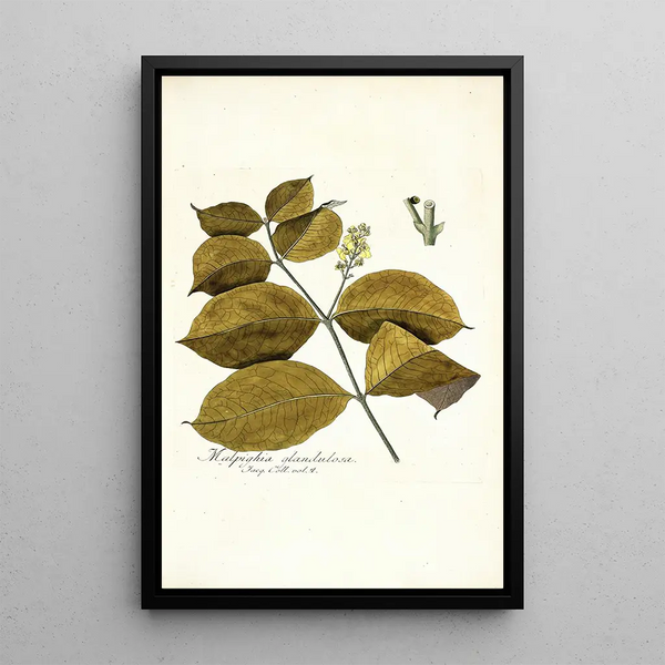 Malpighia glandulosa - Nikolaus Joseph Freiherr von Jacquin — framed artwork on a wall